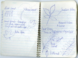 Journal entry with foliage illustrations